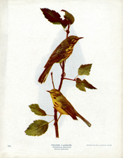 PRAIRIE WARBLER