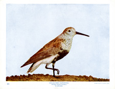 RED-BACKED SANDPIPER