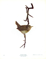 WINTER WREN