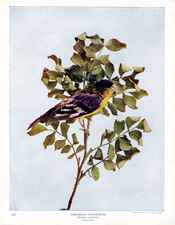 ARKANSAS GOLDFINCH