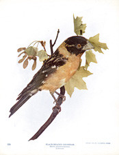 BLACK-HEADED GROSBEAK