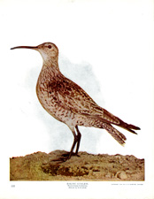 ESKIMO CURLEW