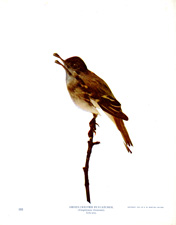 GREEN-CRESTED FLYCATCHER