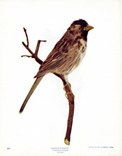 HARRIS'S SPARROW