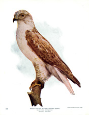 FERRUGINOUS ROUGH-LEGGED HAWK