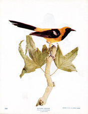 HOODED ORIOLE