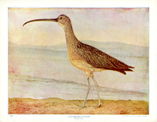 LONG-BILLED CURLEW