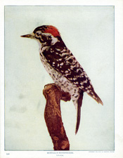 NUTTALL'S WOODPECKER