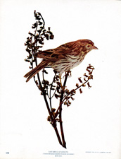 SAVANNAH SPARROW