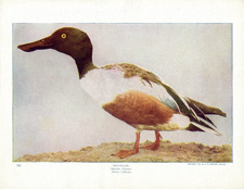 SHOVELLER [DUCK]