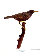 STARLING