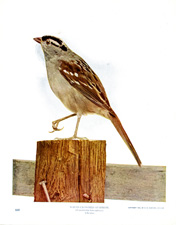 WHITE-CROWNED SPARROW