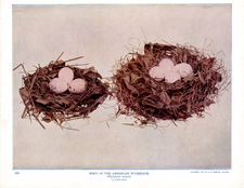 NEST OF THE AMERICAN WOODCOCK