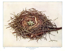 NEST OF THE AMERICAN CROW