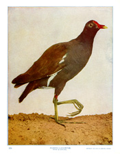 FLORIDA GALLINULE