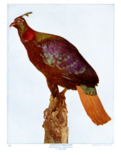 IMPEYAN PHEASANT