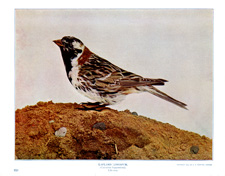 LAPLAND LONGSPUR