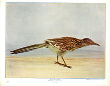 ROADRUNNER