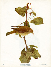 TENNESSEE WARBLER