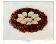 NEST OF THE LESSER SCAUP DUCK