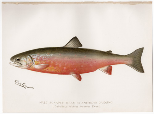 CUTTHROAT TROUT Watercolor Fish Print Fish Art by Dean 