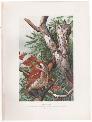 Antique Louis Fuertes bird prints 1902