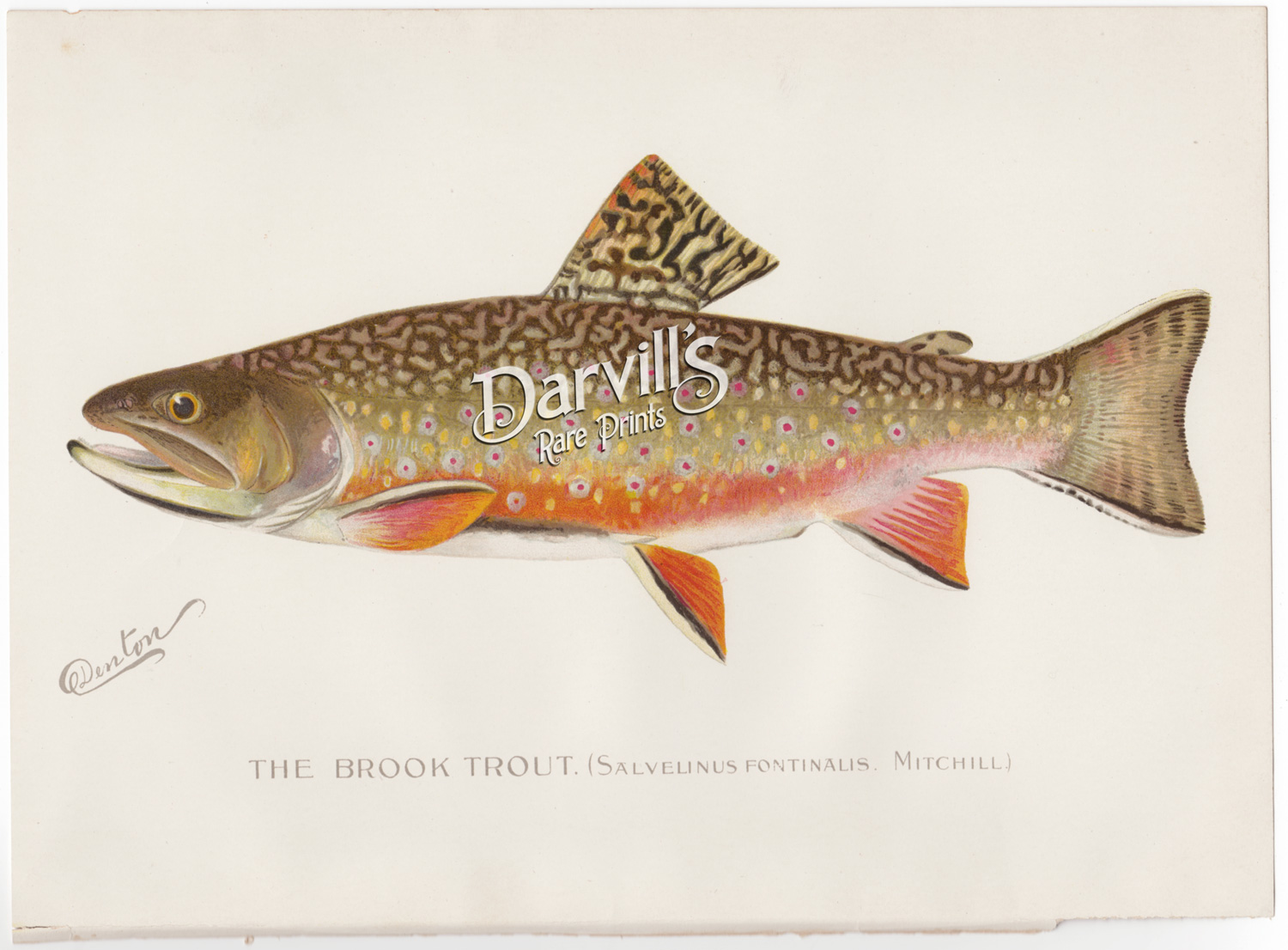 Trout Lithograph 