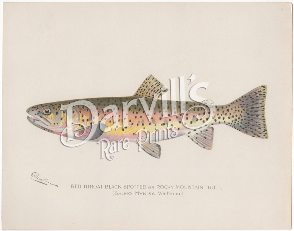 Vintage c.1910 Black-Sided Darter Chromolithograph Bookplate Fish Print