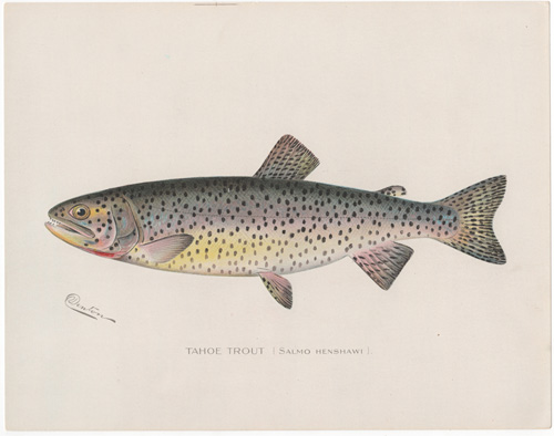 Antique chromolithograph prints of Trout, Pike, etc. from Denton