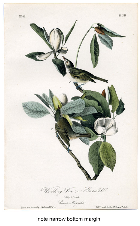original first edition Audubon octavo bird prints, hand-colored lithographs