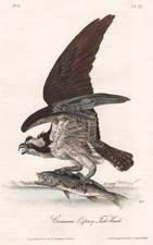 White-headed Sea Eagle or Bald Eagle