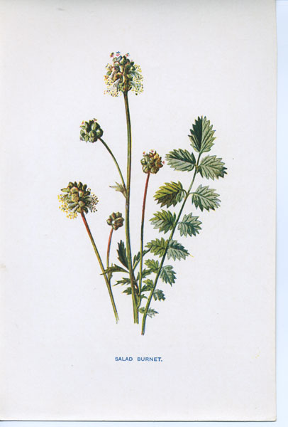 original antique flower prints botanicals floral prints F. Edward Hulme ...