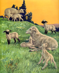 The sheep and lambs are in the meadow