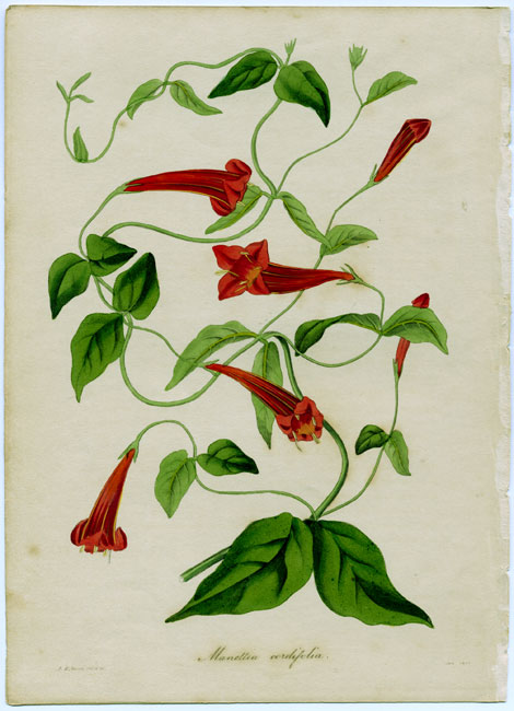 Paxton's Magazine of Botany (1834-1849)