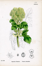 Common Alexanders