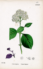 Common Dogwood