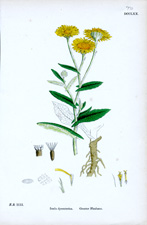 Greater Fleabane