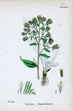 Ploughman's Spikenard