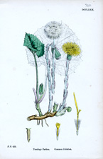 Common Coltsfoot