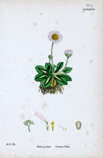 Common Daisy