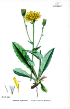 Amplexicaul-leaved Hawkweed