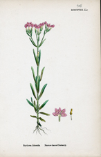 Narrow-leaved Centaury