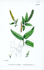 Almond-leaved Willow