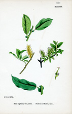 Dark-leaved Sallow