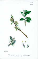 Dark-leaved Sallow