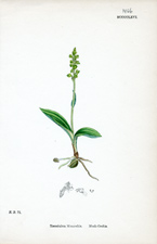 Musk-Orchis