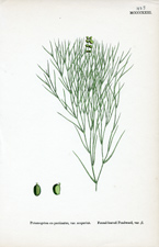 Fennel-leaved Pondweed