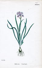 Vernal Squill