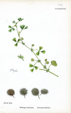 Reticulated Medick